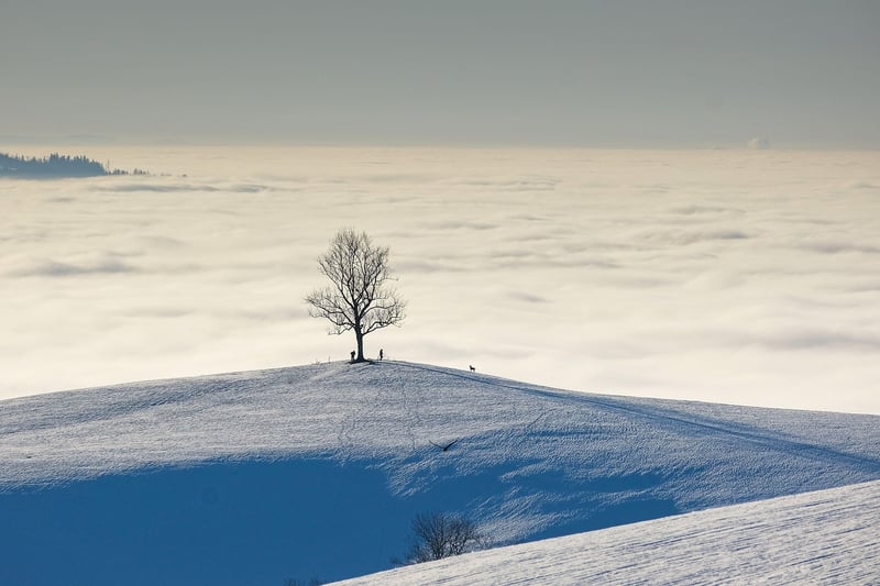 Natural Light Landscape